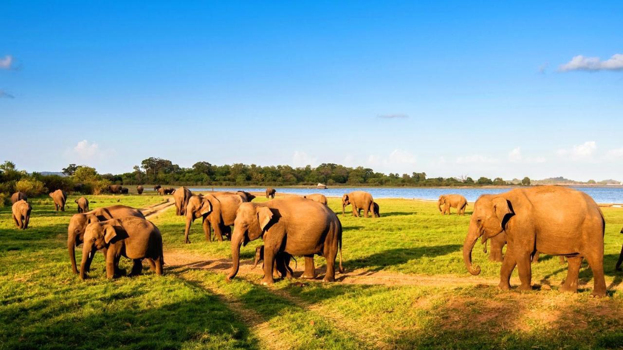 Kingfisher Resort Sigiriya Ngoại thất bức ảnh
